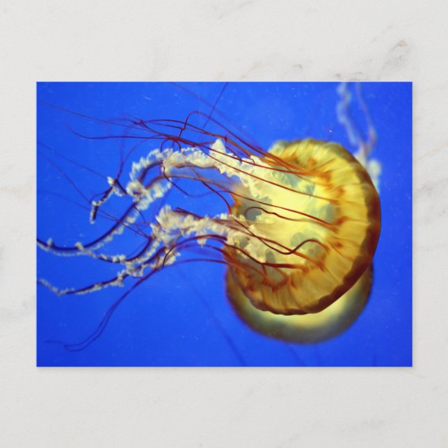Baignade méduse sur carte postale bleue (Devant)