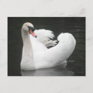 Baignade par carte postale