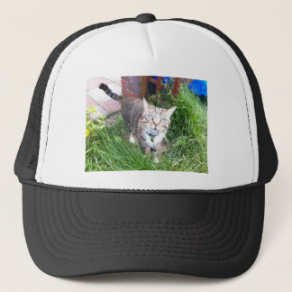Bailey le casquette du chat