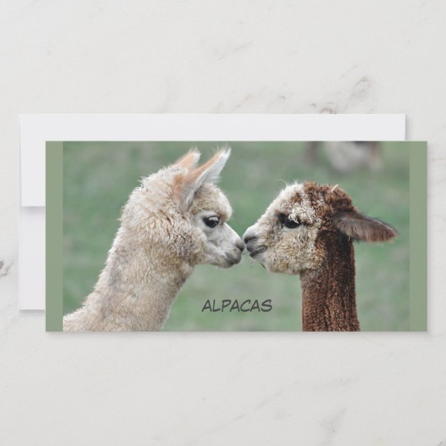 Baiser Alpacas photo (Devant)