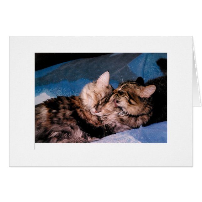 baiser de chat (Devant horizontal)