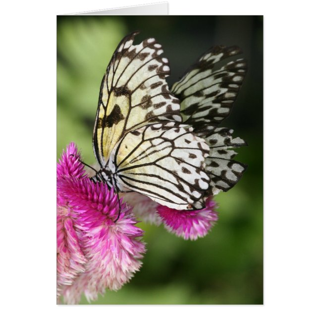 Baisers à papillon I (Devant)