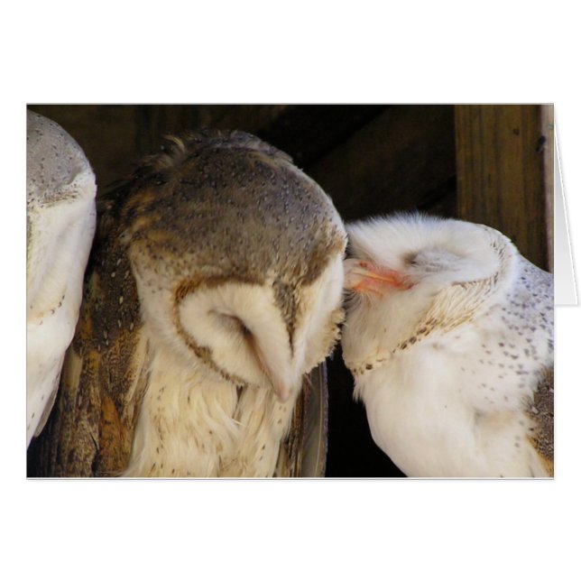 Baisers de hibou (Devant horizontal)
