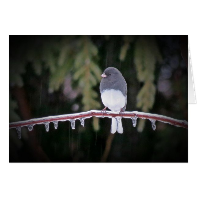 Balance des glaces - Junco Bird (Devant horizontal)