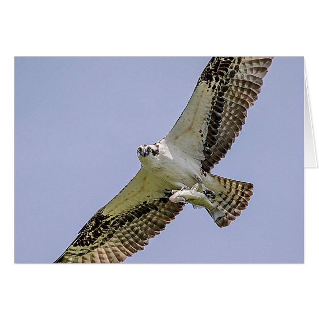 Balbuzard pêcheur avec poisson (Devant horizontal)