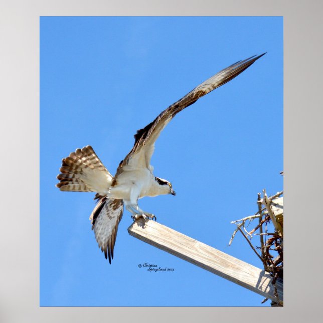 Balbuzard pêcheur ou faucon ailes étirées Poster o (Devant)