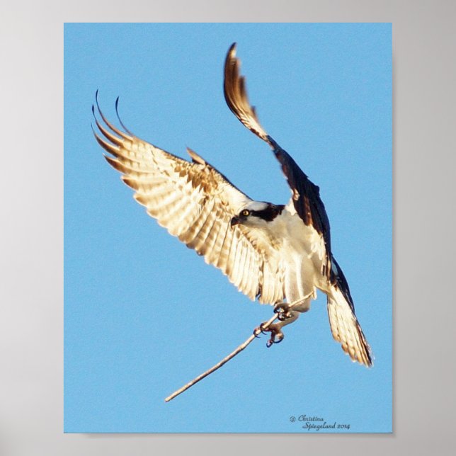 Balbuzard pêcheur tenant une affiche en bâton (Devant)