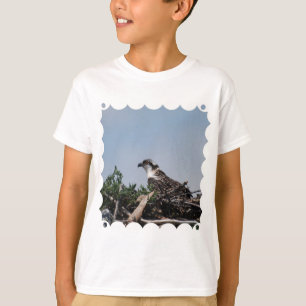Balbuzard se reposant sur le T-shirt de la