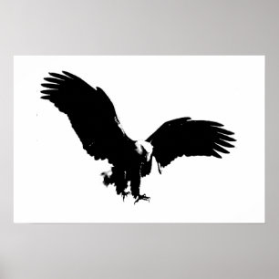 Bald American Eagle Poster Print BW Eagles Posters