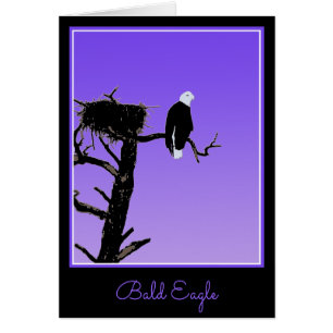 Bald Eagle at Sunset - Art original de la faune