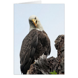 Bald Eagle Bonjour