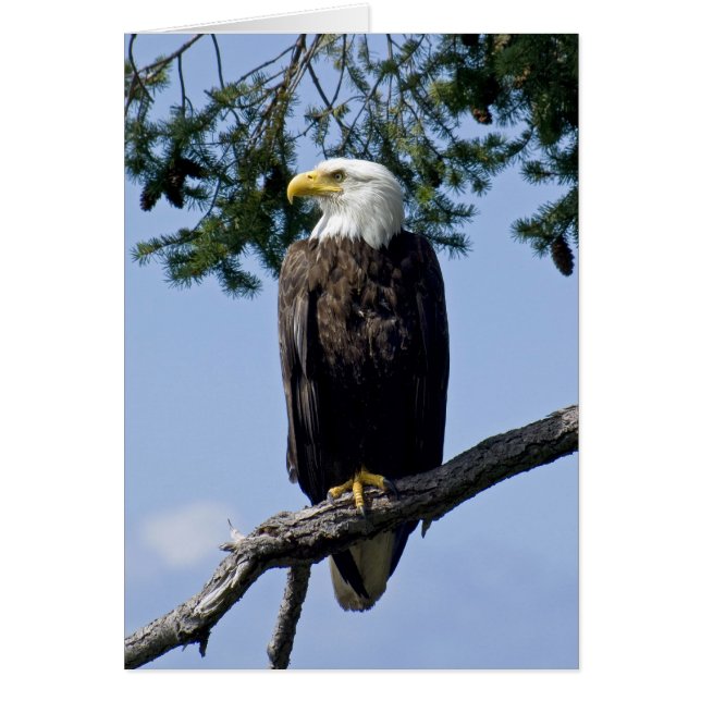 Bald Eagle - cartes (Devant)