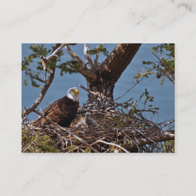 Bald Eagle Chicks - Carte de visite (Devant)