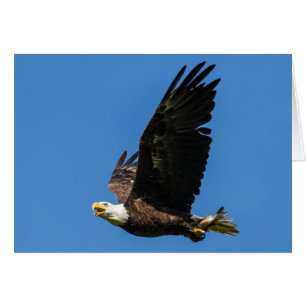 Bald Eagle, Déjeunons