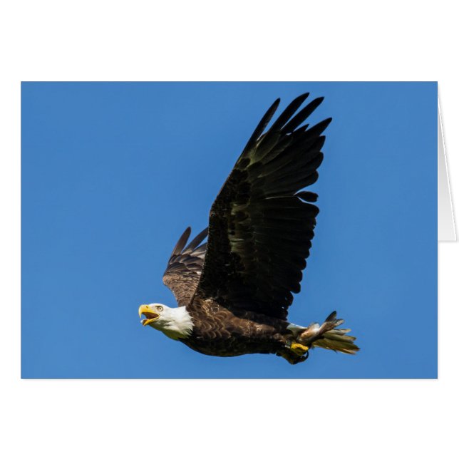 Bald Eagle, Déjeunons (Devant horizontal)