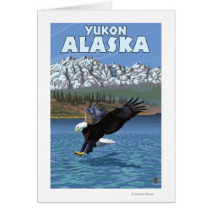 Bald Eagle Diving - Yukon, Alaska