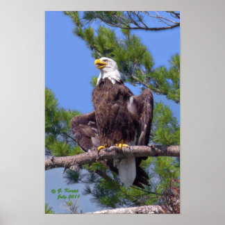 Bald Eagle en tant qu'impression ou affiche