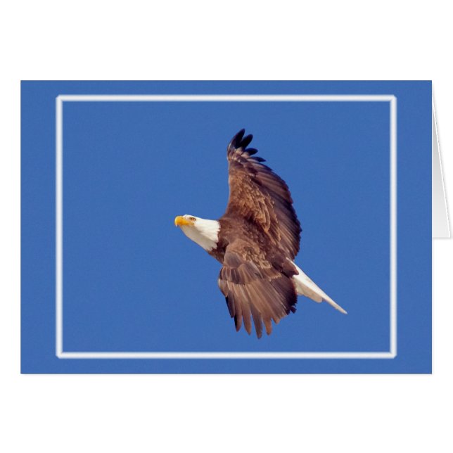Bald Eagle Eyes To the Sky (Devant horizontal)