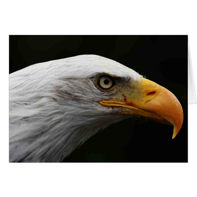 Bald Eagle gcm (Devant horizontal)