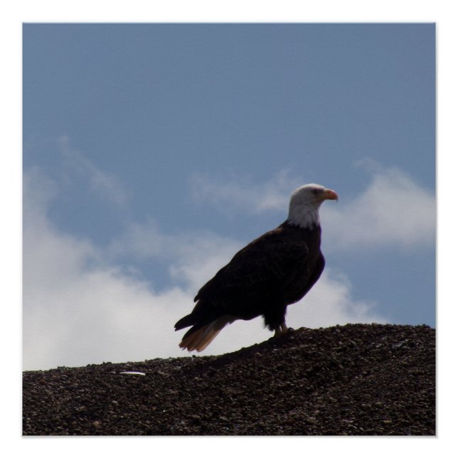 Bald Eagle on High Ground Glossy Poster (Devant)
