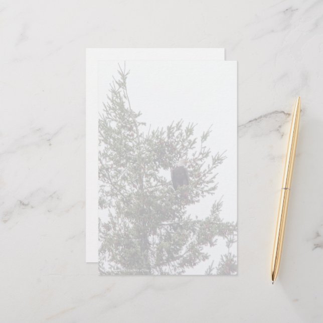 Bald Eagle P2825 (Devant/Arrière en situation)