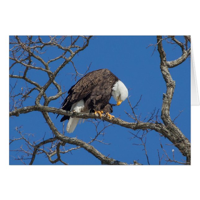 Bald Eagle Preening (Devant horizontal)