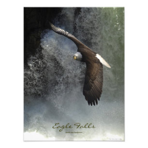 Bald Eagle Raptor Wild Animal Photo Imprimer