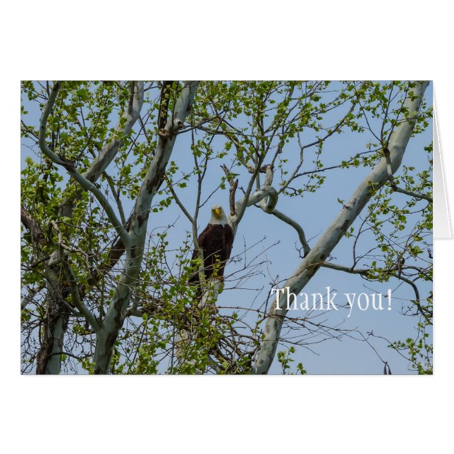 Bald Eagle Smile Merci (Devant Horizontal)