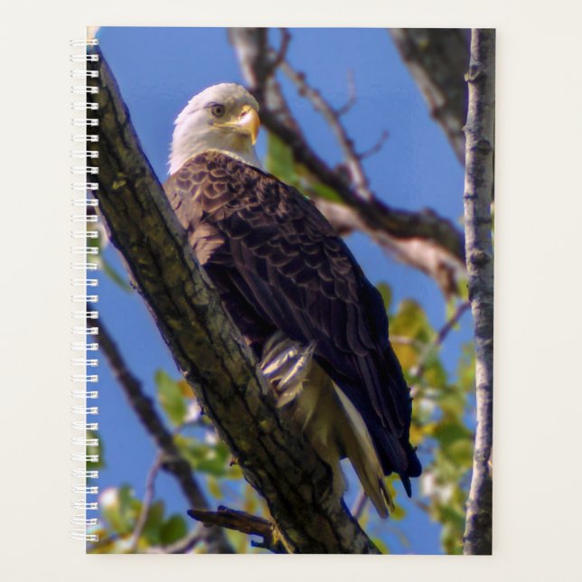 Bald Eagle Spiral hebdomadaire/mensuelle Planner (Devant)