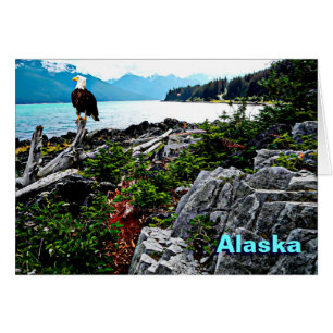 Bald Eagle Sur La Côte De L'Alaska