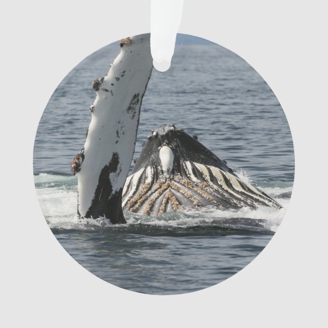Baleine à bosse (devant)