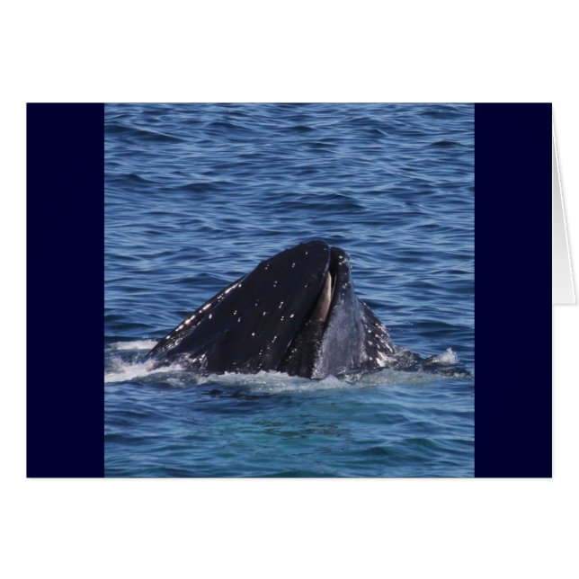 Baleine à bosse (Devant horizontal)