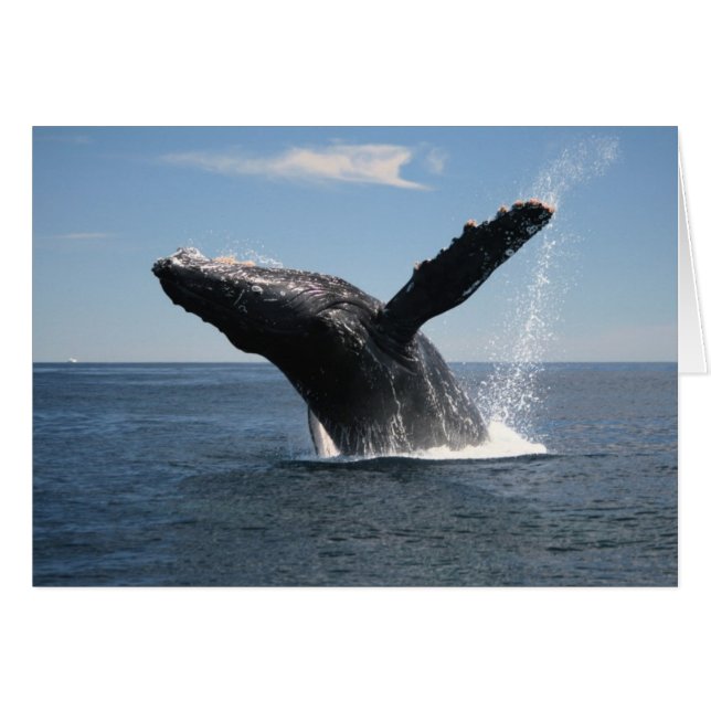 Baleine à bosse adulte (Devant horizontal)