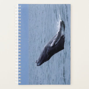 Baleine à bosse Balf Vélin