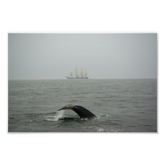 Baleine à bosse et gros navire 2 photo (Devant)