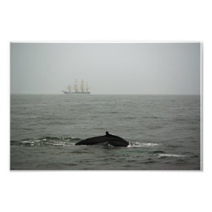 Baleine à bosse et gros navire photo