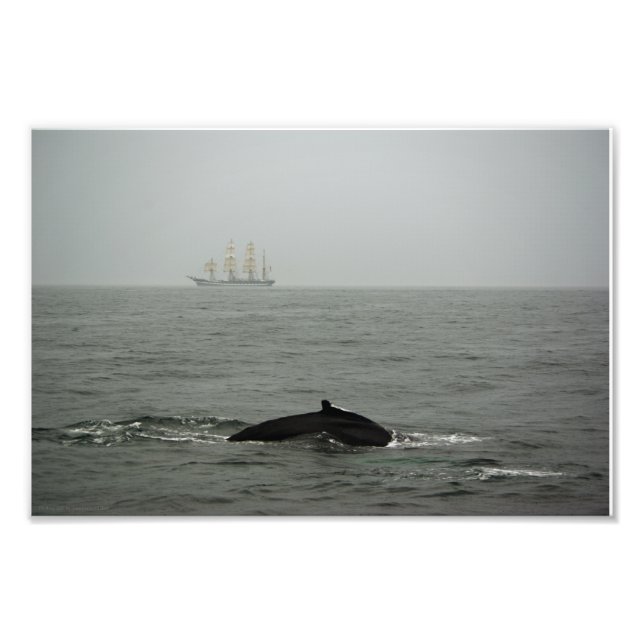 Baleine à bosse et gros navire photo (Devant)