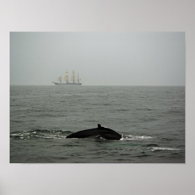 Baleine à bosse et impression de grand voilier (Devant)