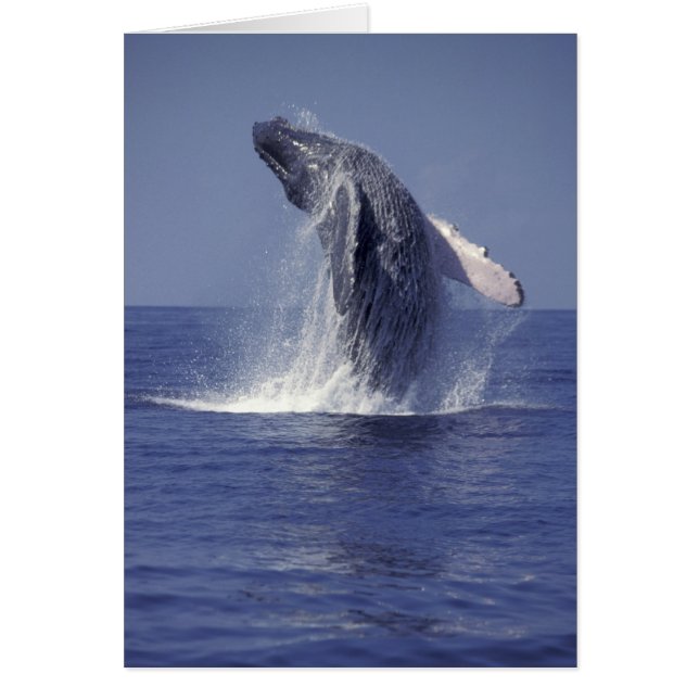 Baleine à bosse faisant une brèche (Megaptera (Devant)
