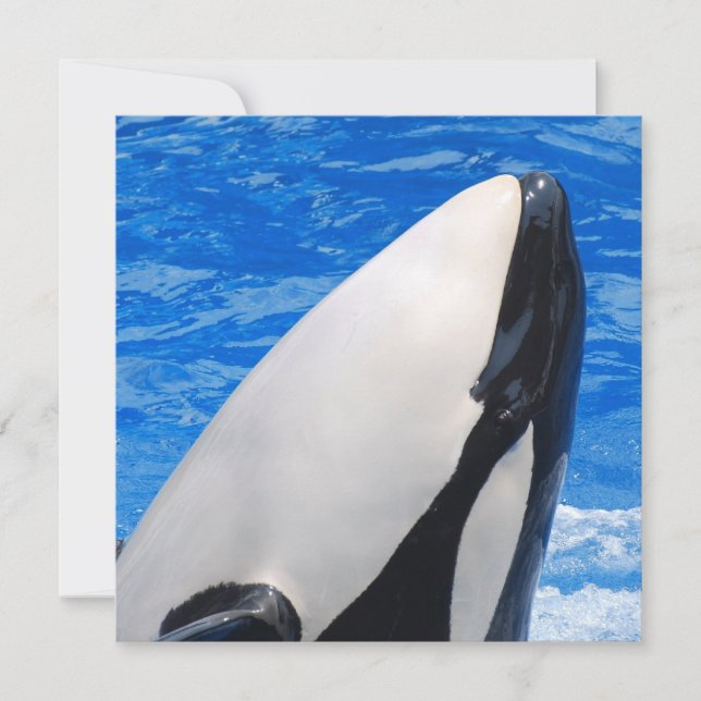 Baleine tueuse (Devant)