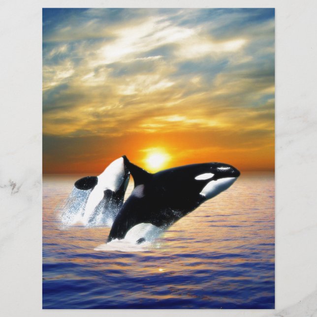 Baleines au coucher du soleil (Devant)