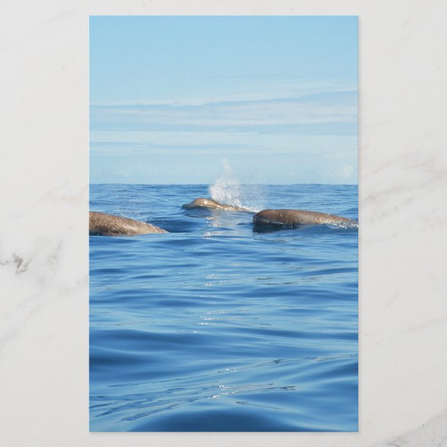 Baleines de l'Atlantique Nord (Devant)