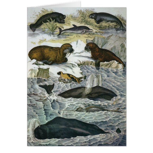 Baleines, phoques et morses vintage, animaux marin (Devant)