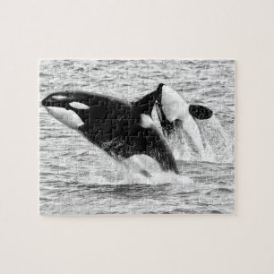 Baleines tueuses en monochrome, puzzle