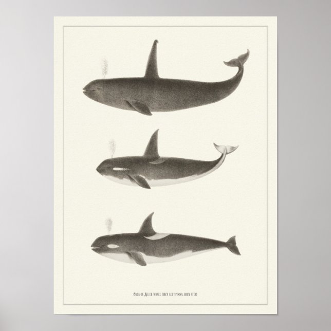 Baleines vintages - Poster d'Orca ou de Tueur (Devant)