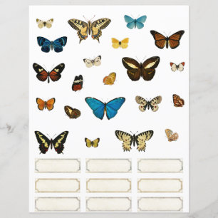 Balises Papillons et spécimens Éléments scrapbooki
