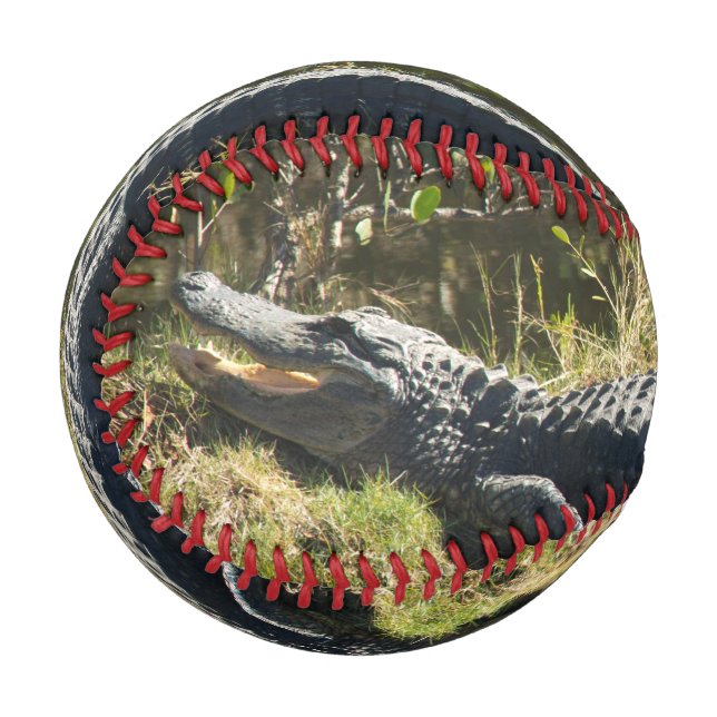 Balle De Baseball Alligator dans le soleil (Devant Gauche)
