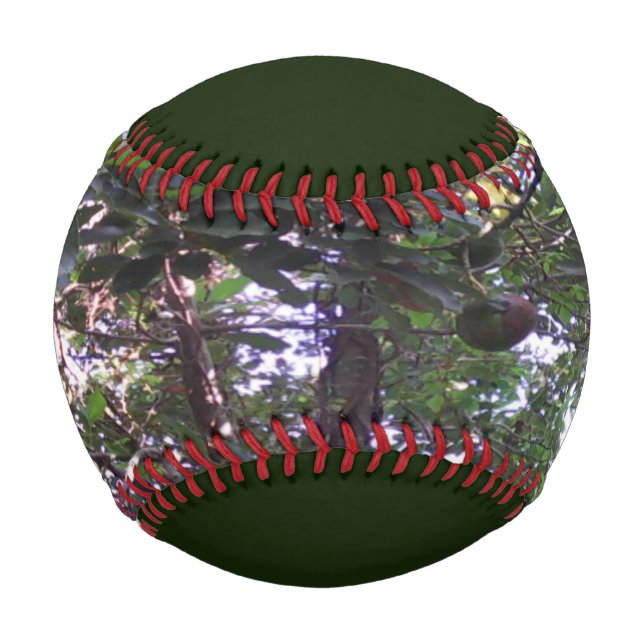 Balle De Baseball Arbre d'avocat (Devant)