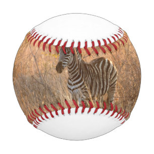 Balle De Baseball Zebra foal in morning light