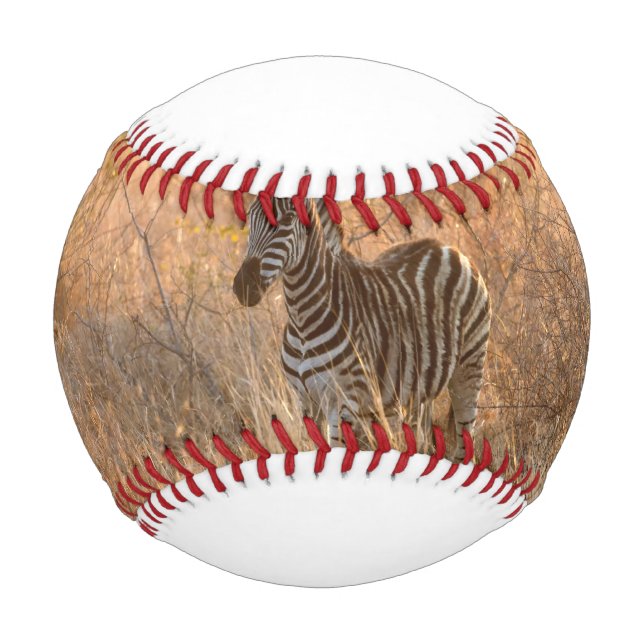 Balle De Baseball Zebra foal in morning light (Devant)